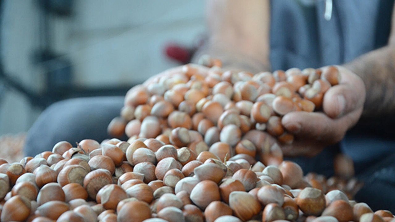 2026 Sezonu TMO Fındık Alım Fiyatı Açıklandı mı?