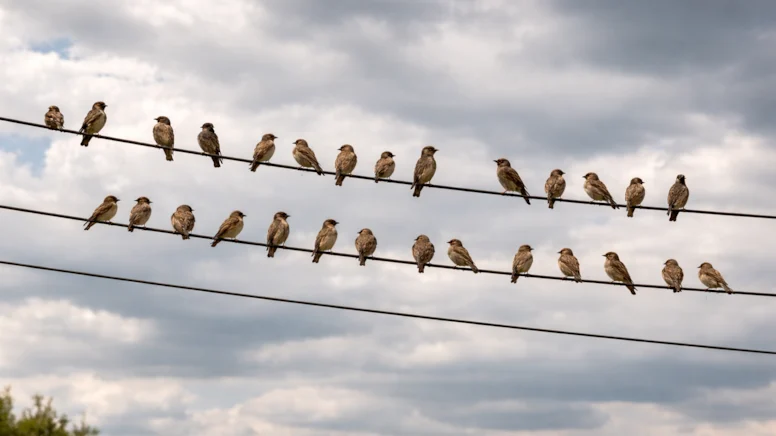 Elektrik Tellerindeki Kuşlar Neden Çarpılmaz?