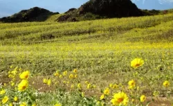 Kıyamet Geliyor Mu? Ölüm Vadisi Çiçek Açtı