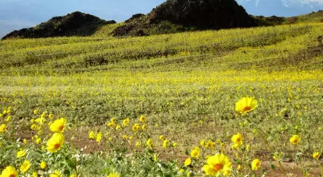 Kıyamet Geliyor Mu? Ölüm Vadisi Çiçek Açtı