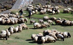 Küçükbaş Desteği İçin Son Çağrı: Nereye Gidilecek?
