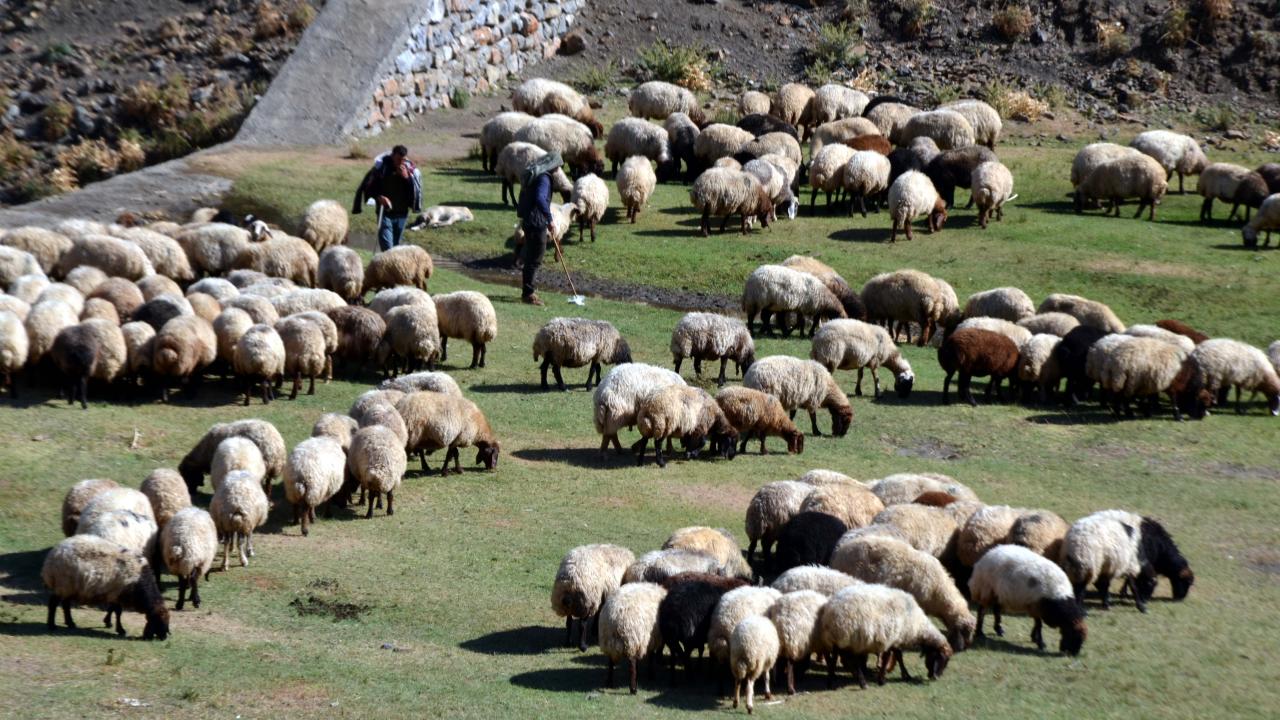 Küçükbaş Desteği İçin Son Çağrı: Nereye Gidilecek?