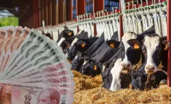 TÜİK 2025 Verileri: Büyükbaş Hayvancılığın Lideri Konya