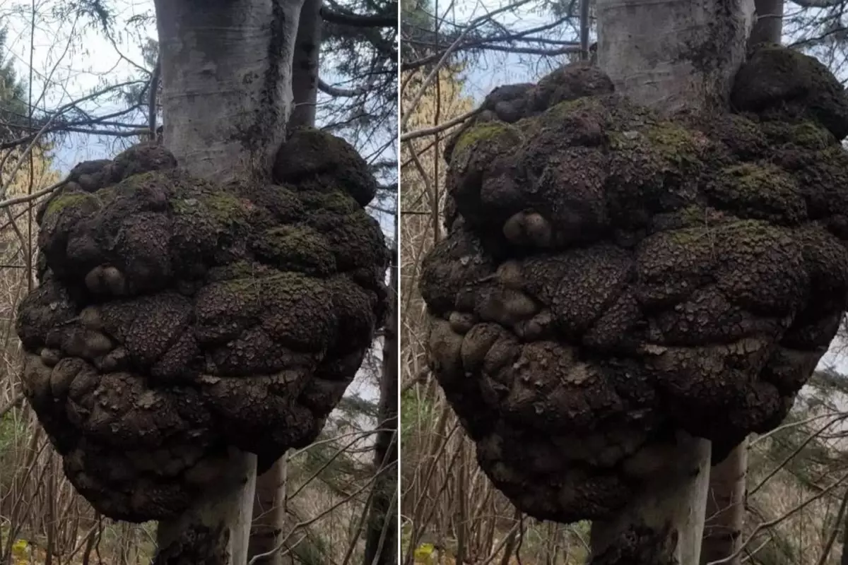 Trabzon’da Avcının Bulduğu Servet Değerindeki Dev Ağaç Uru